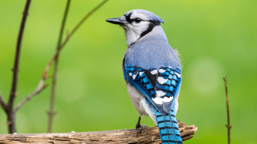 Bird of the Month: Blue Jay | Mississippi State University